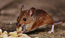 Find Exterminators in Ward County